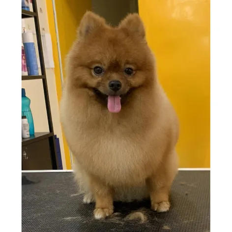 Pomeranian after grooming